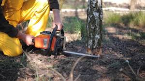 Leaf Removal in Sigourney, IA